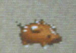 pig