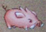 pig